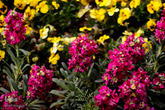 گل فرش تبریز