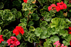 گل فرش تبریز