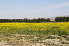 دشت کلزا، نقاشی زیبای طبیعت