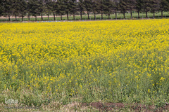 دشت کلزا، نقاشی زیبای طبیعت