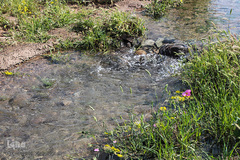 دشت کلزا، نقاشی زیبای طبیعت