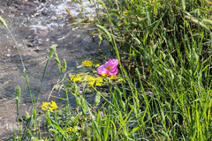 دشت کلزا، نقاشی زیبای طبیعت