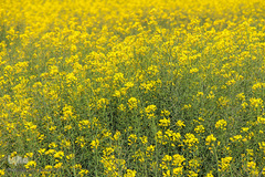 دشت کلزا، نقاشی زیبای طبیعت