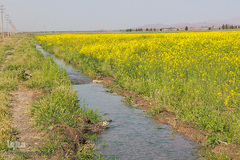 دشت کلزا، نقاشی زیبای طبیعت