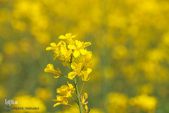 دشت کلزا، نقاشی زیبای طبیعت