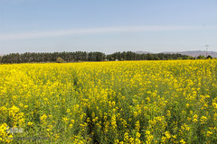 دشت کلزا، نقاشی زیبای طبیعت