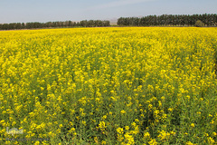 دشت کلزا، نقاشی زیبای طبیعت