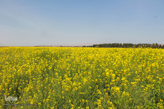 دشت کلزا، نقاشی زیبای طبیعت