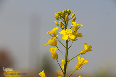 دشت کلزا، نقاشی زیبای طبیعت