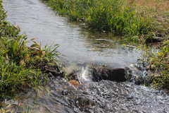 دشت کلزا، نقاشی زیبای طبیعت