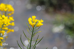 دشت کلزا، نقاشی زیبای طبیعت