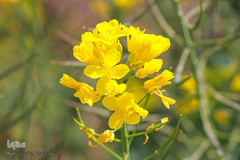 دشت کلزا، نقاشی زیبای طبیعت