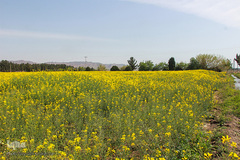 دشت کلزا، نقاشی زیبای طبیعت