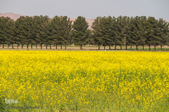 دشت کلزا، نقاشی زیبای طبیعت