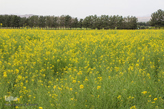 دشت کلزا، نقاشی زیبای طبیعت