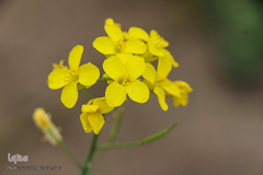 دشت کلزا، نقاشی زیبای طبیعت