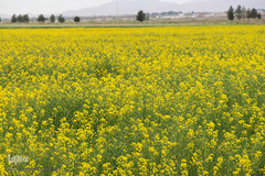 دشت کلزا، نقاشی زیبای طبیعت