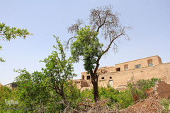 سرمازدگی بخشی از درختان میوه در باغ شهر شاهدیه یزد
