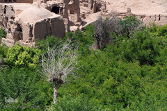 سرمازدگی بخشی از درختان میوه در باغ شهر شاهدیه یزد
