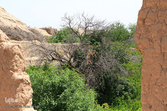 سرمازدگی بخشی از درختان میوه در باغ شهر شاهدیه یزد
