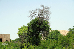سرمازدگی بخشی از درختان میوه در باغ شهر شاهدیه یزد
