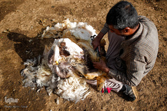 شستشو و پشم چینی بهاره در سروستان فارس
