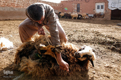 شستشو و پشم چینی بهاره در سروستان فارس