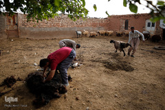 شستشو و پشم چینی بهاره در سروستان فارس