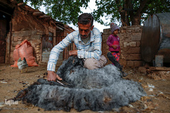 شستشو و پشم چینی بهاره در سروستان فارس