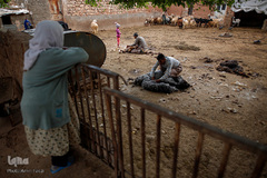 شستشو و پشم چینی بهاره در سروستان فارس