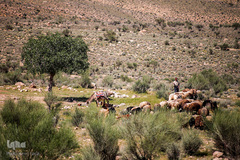 شستشو و پشم چینی بهاره در سروستان فارس