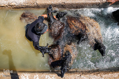 شستشو و پشم چینی بهاره در سروستان فارس