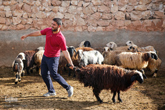 شستشو و پشم چینی بهاره در سروستان فارس