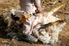 شستشو و پشم چینی بهاره در سروستان فارس