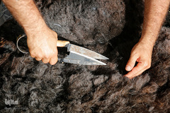 شستشو و پشم چینی بهاره در سروستان فارس