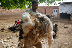 شستشو و پشم چینی بهاره در سروستان فارس