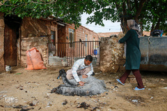 شستشو و پشم چینی بهاره در سروستان فارس