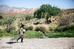 شستشو و پشم چینی بهاره در سروستان فارس