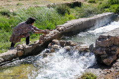 شستشو و پشم چینی بهاره در سروستان فارس