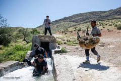 شستشو و پشم چینی بهاره در سروستان فارس