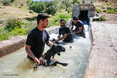 شستشو و پشم چینی بهاره در سروستان فارس