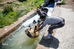 شستشو و پشم چینی بهاره در سروستان فارس