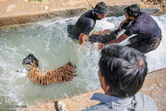شستشو و پشم چینی بهاره در سروستان فارس