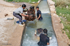 شستشو و پشم چینی بهاره در سروستان فارس