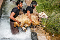 شستشو و پشم چینی بهاره در سروستان فارس