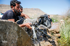 شستشو و پشم چینی بهاره در سروستان فارس