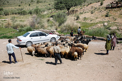 شستشو و پشم چینی بهاره در سروستان فارس