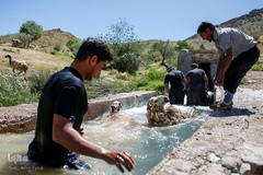 شستشو و پشم چینی بهاره در سروستان فارس