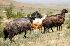 شستشو و پشم چینی بهاره در سروستان فارس
