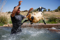 شستشو و پشم چینی بهاره در سروستان فارس